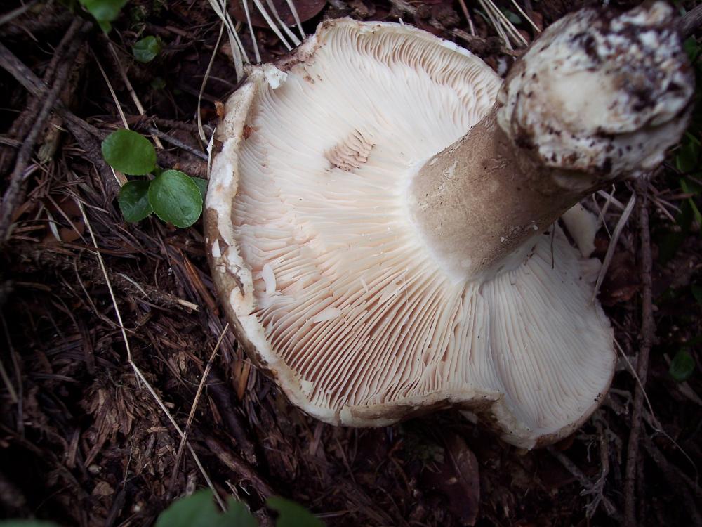 Finalmente funghi in valle (aosta)